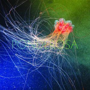 cd digi - Ponderosa - Pool Party, Cd's en Dvd's, Cd's | Rock, Zo goed als nieuw, Verzenden