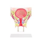 Anatomie model blaas vrouw, Verzenden, Nieuw