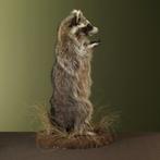 Wasbeer Taxidermie Opgezette Dieren By Max, Verzamelen, Dierenverzamelingen, Ophalen of Verzenden, Nieuw, Wild dier, Opgezet dier