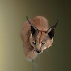Caracal Taxidermie Opgezette Dieren By Max, Ophalen of Verzenden, Nieuw, Wild dier, Opgezet dier