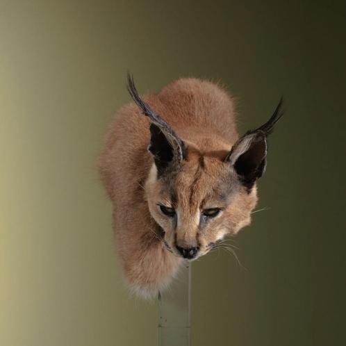 Caracal Taxidermie Opgezette Dieren By Max, Verzamelen, Dierenverzamelingen, Opgezet dier, Nieuw, Wild dier, Ophalen of Verzenden