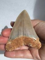 Megalodon - Fossiele tand - Carcharocles megalodon - 8.5 cm