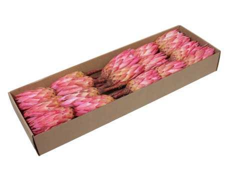 Protea repens suikerbossie - erica naturel roze (doos van 24, Huis en Inrichting, Woonaccessoires | Kunstplanten en Kunstbloemen