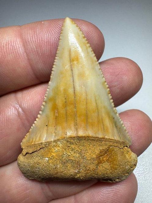 Haai - Fossiele tand - Carcharodon carcharias, Verzamelen, Mineralen en Fossielen