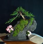 Ishizukei - Geen allerlaagste prijs - Hoogte (boom): 18 cm -