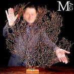 Natuurlijke zwarte Gorgonia - Een moderne Wunderkammer -