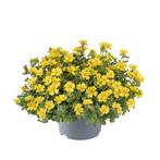 Portulaca - Geel / 10,5cm, Ophalen of Verzenden