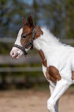 ***   EERSTE  American Paint Horse VEULENS  2025   ***, Dieren en Toebehoren, Paarden, Niet van toepassing, 0 tot 2 jaar, Westernpaard