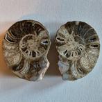 Mammites nodosaides Ammonieten paar. Gepolijste - Hoogte: 13