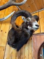 Mouflon Taxidermie schoudermontage - Ovis aries musimon - 58, Verzamelen, Dierenverzamelingen, Nieuw