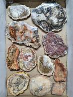 Big Lot HQ Petrified wood slabs 12,8 - 5,5 cm, Verzamelen, Mineralen en Fossielen