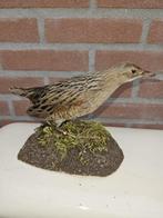 Europese kwartelkoning Taxidermie volledige montage - Crex, Verzamelen, Nieuw