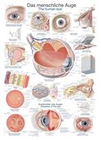 Anatomie poster oog (Duits/Engels/Latijn, kunststof-foli..., Nieuw