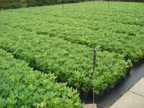 bod gevraagd partij rhododendrons (rhododendron,rododendron), Tuin en Terras, Planten | Struiken en Hagen, Rhododendron, Struik