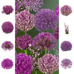Bloembollen - 74 x Alliums pakket - Collection, Verzenden, Voorjaar, Volle zon, Bloembol