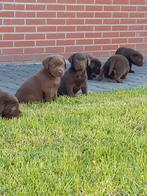 Labrador pups bruin STAMBOOM ERKEND KENNEL HD/ED vrij, Parvo, Nederland, 8 tot 15 weken, Labrador retriever