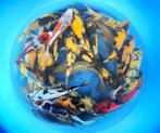 Hirasawa Marusei 28-35cm (Japanse Koi), Karper of Koi