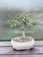 Japanese iep bonsai (Zelkova) - Hoogte (boom): 17 cm -