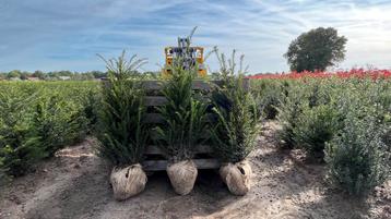 Taxus Baccata Venijnboom Haagplanten in maten (Thuisbezorgd) beschikbaar voor biedingen