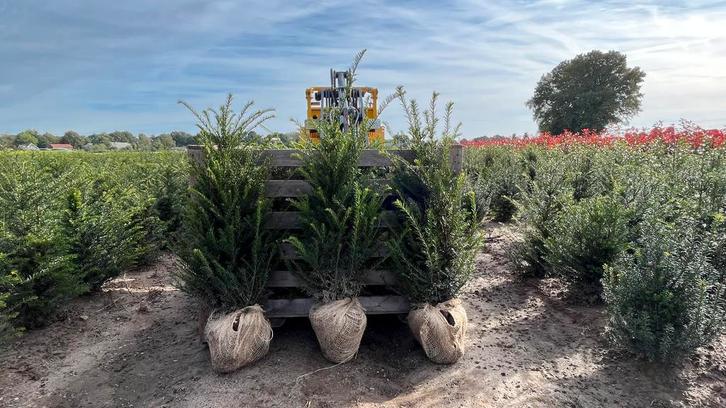 Taxus Baccata Venijnboom Haagplanten in maten (Thuisbezorgd), Tuin en Terras, Planten | Struiken en Hagen, Taxus, Haag