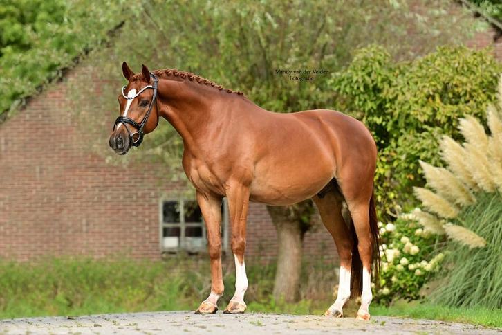 Hele gave NWR D pony, Dieren en Toebehoren, Pony's, D pony (1.37m tot 1.48m), Met stamboom, Gechipt, Ontwormd, Ingeënt, Ruin, B