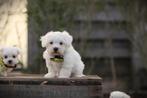 Maltezer pups, gecontroleerde ouders, Belgisch fokker, Dieren en Toebehoren, Parvo, België, Maltezer, Reu