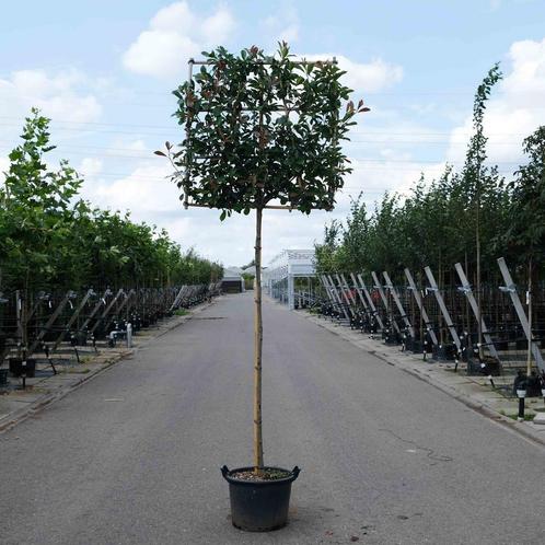 Glansmispel leiboom | Leiphotinia | Photinia Red Robin, Tuin en Terras, Overige Tuin en Terras, Nieuw