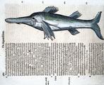 Conrad Gesner [Konrad Gessner] 1516-1565: Dolphin, marine, Antiek en Kunst