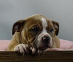 Old English Bulldog pups! t Gezonde type. Mogen direct mee!, Dieren en Toebehoren, Honden | Bulldogs, Pinschers en Molossers, Parvo