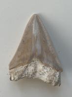 Megalodon tand 7,1 cm - Fossiele tand - Carcharocles, Antiek en Kunst
