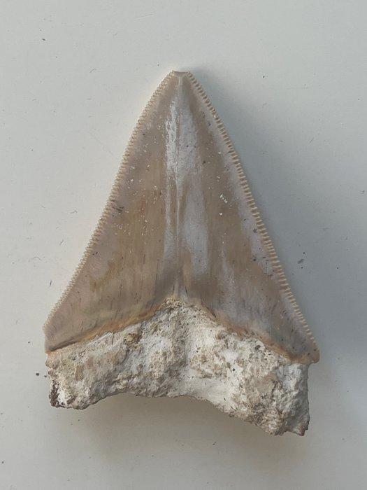 Megalodon tand 7,1 cm - Fossiele tand - Carcharocles, Antiek en Kunst, Curiosa en Brocante
