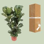 Ficus Lyrata - Ø27cm - 100cm, Verzenden, Nieuw