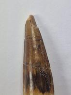 Spinosaurus - Fossiele tand - Spinosaur Aegyptiacus - 6.2 cm, Verzamelen, Mineralen en Fossielen