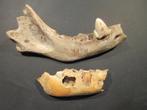 Holenhyeana - Fossiel bot - Hyene des Cavernes - 50 mm - 160, Verzamelen