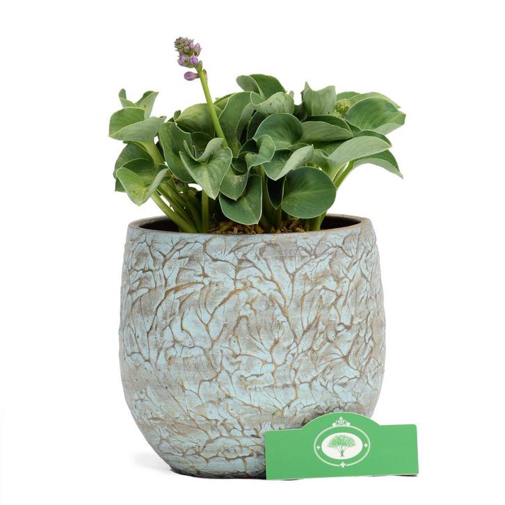 Hosta Blue Mouse Ears + Pot 13cm, Tuin en Terras, Planten | Tuinplanten, Verzenden