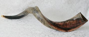 Jemenitische Shofar Medium (kosher) beschikbaar voor biedingen