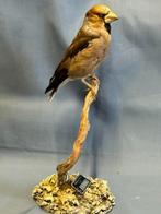 Frosone Taxidermie volledige montage - Coccothraustes, Verzamelen, Nieuw