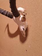 Afrikaanse Impala Trofee Taxidermie wandmontage - Aepyceros, Nieuw