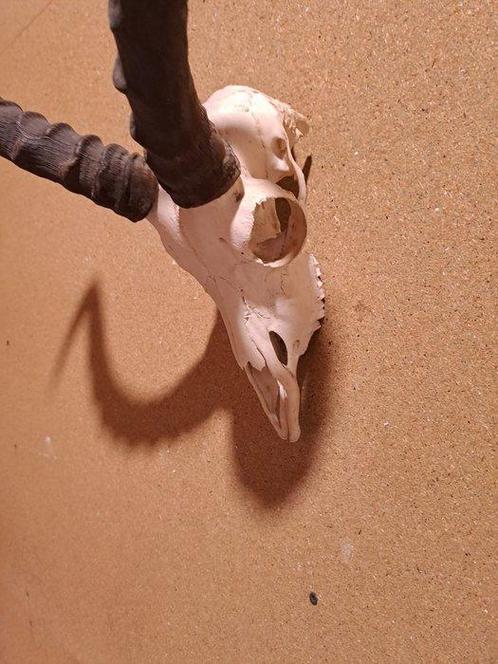 Afrikaanse Impala Trofee Taxidermie wandmontage - Aepyceros, Verzamelen, Dierenverzamelingen