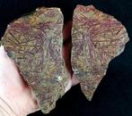 Spectaculaire graptolieten met uitzonderlijk behoud!!!, Verzamelen, Mineralen en Fossielen