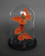 Vlinder Taxidermie volledige montage - Appias nero - 20 cm -