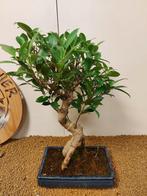 Vijgenboom bonsai (Ficus) - Hoogte (boom): 40 cm - Diepte