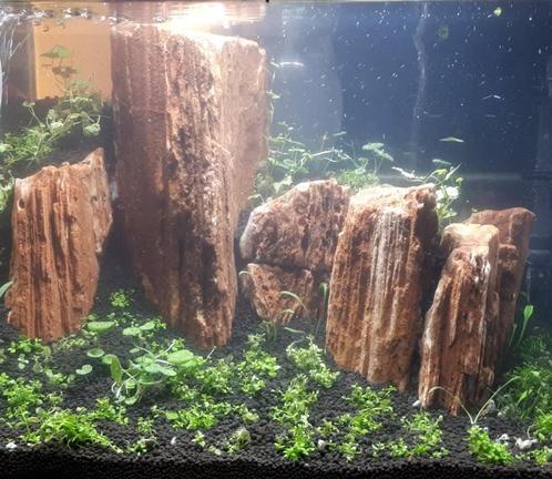 The Myanmar Petrified 10-20cm - aquarium decoratie stenen, Dieren en Toebehoren, Vissen | Aquaria en Toebehoren, Plant(en), Steen of Hout