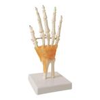 Anatomie model hand en pols, Verzenden, Nieuw