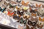 Gemengde Vlinders van de wereld - Nyphalidae, Pieridae,, Verzamelen, Nieuw