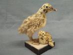 Mew Gull Taxidermie volledige montage - Larus canus - 19 cm, Nieuw