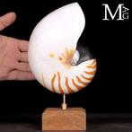 Grote Nautilus Pompilius – Wunderkammer-sculptuur -, Verzamelen