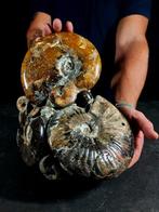 Belangrijk Albiano-blok - Gefossiliseerd dier - 26 cm - 23, Verzamelen