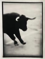 Thierry Valancin - Camargue Arles 2004