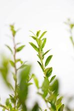 Japanse Hulst / Ilex Maximowicziana Kanehirae 80-100cm, Tuin en Terras, Planten | Tuinplanten, Vaste plant, Lente, Verzenden, Volle zon